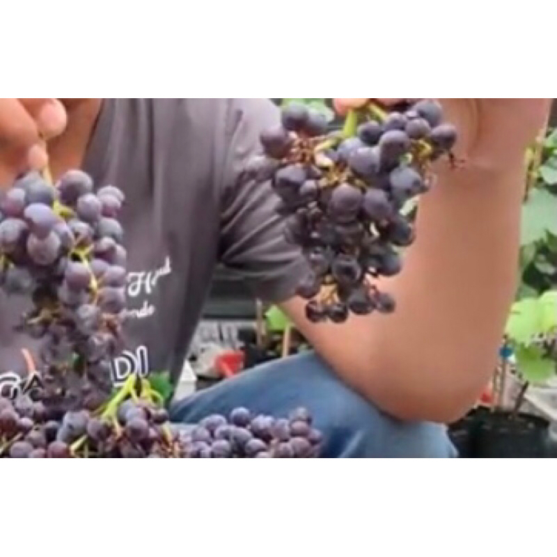 tabulampot anggur import smura