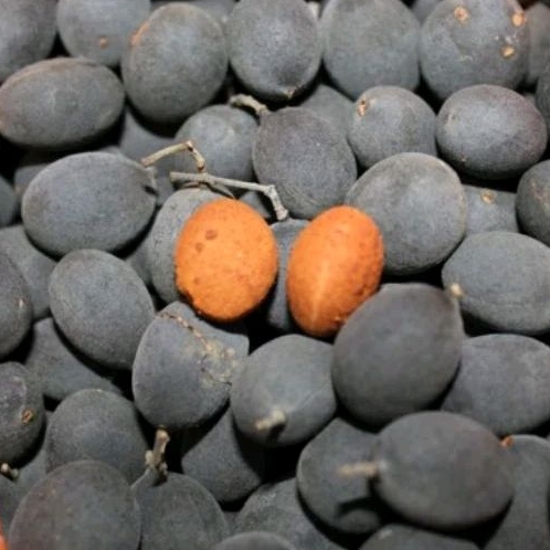 

Asem Kranji/Keranji (Velved Tamarind)