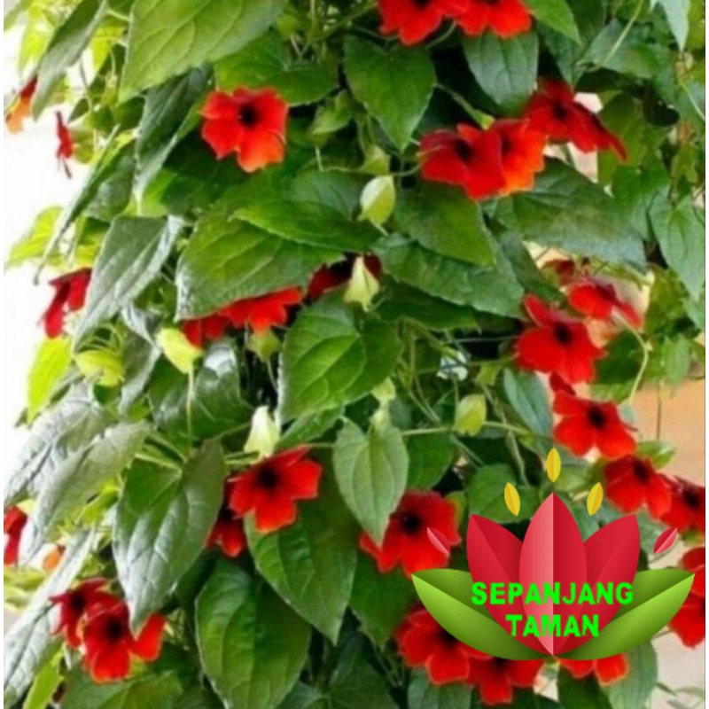 Tanaman Hias Rambat Thunbergia Bunga Merah / Tanaman Hias Thunbergia Bunga Red Eyes Vine
