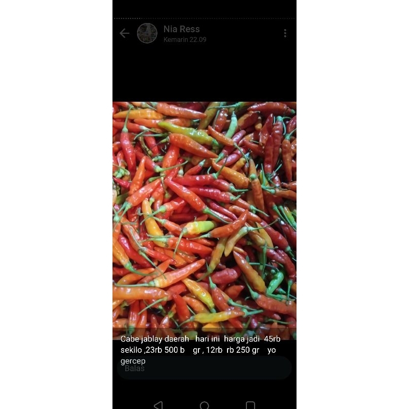 

cabe rawit merah ori