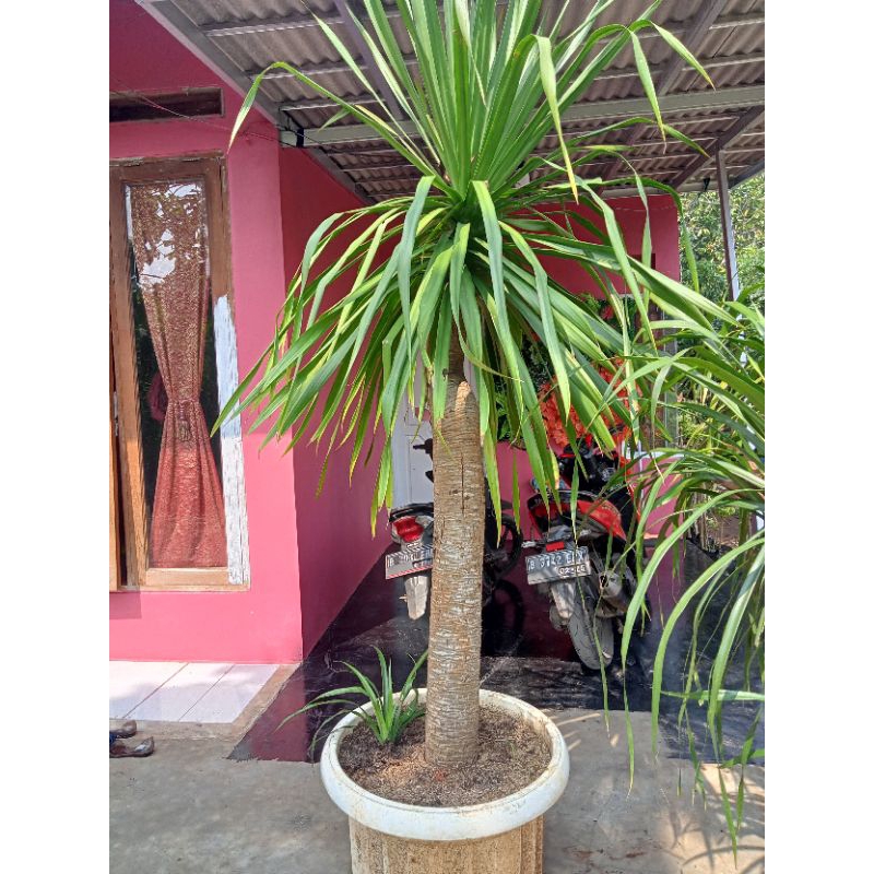 pandan Bali pohon pandan Bali tanaman hias pandan Bali batang besar tinggi full 2meter