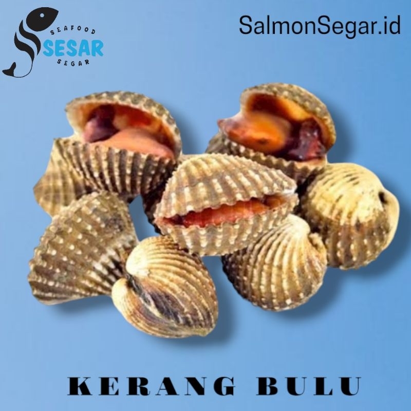 

Kerang Bulu Jumbo - Seafood