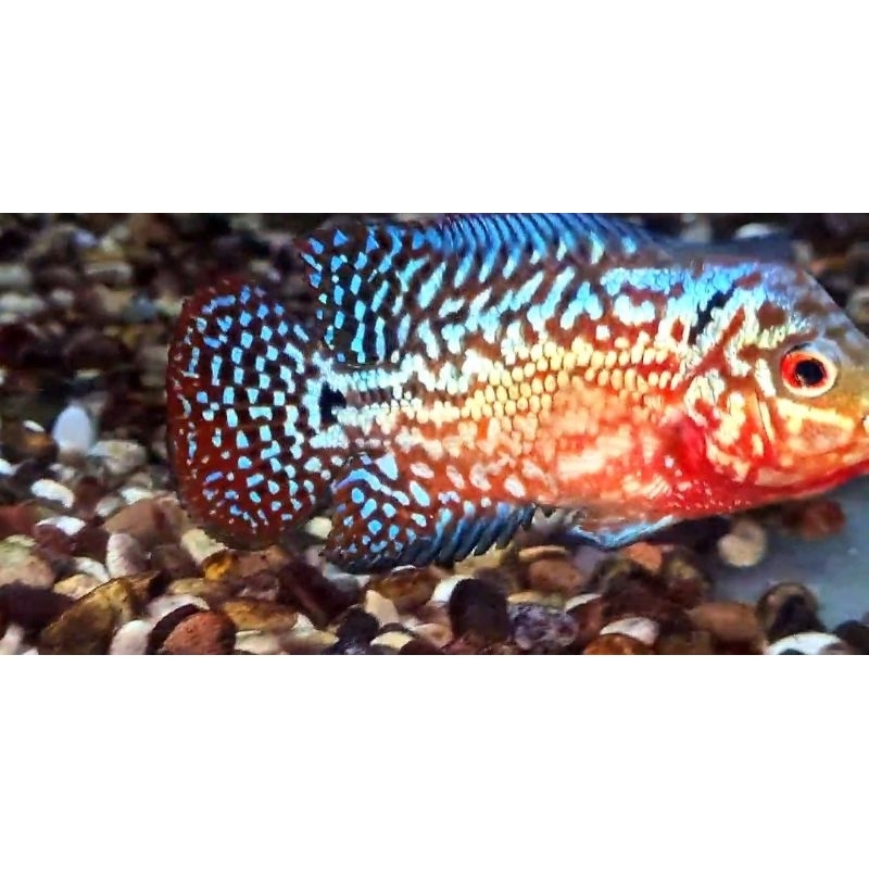 Redking Kamfa F2 Ori Thailand