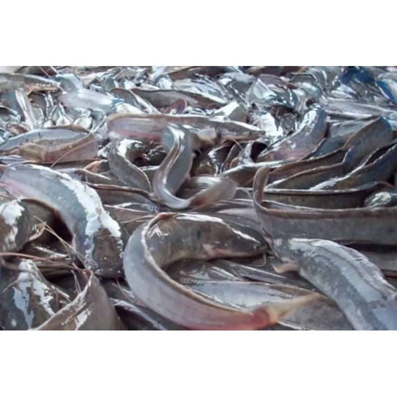 

lele segar 1kg isi 8 sudah di bersihkan