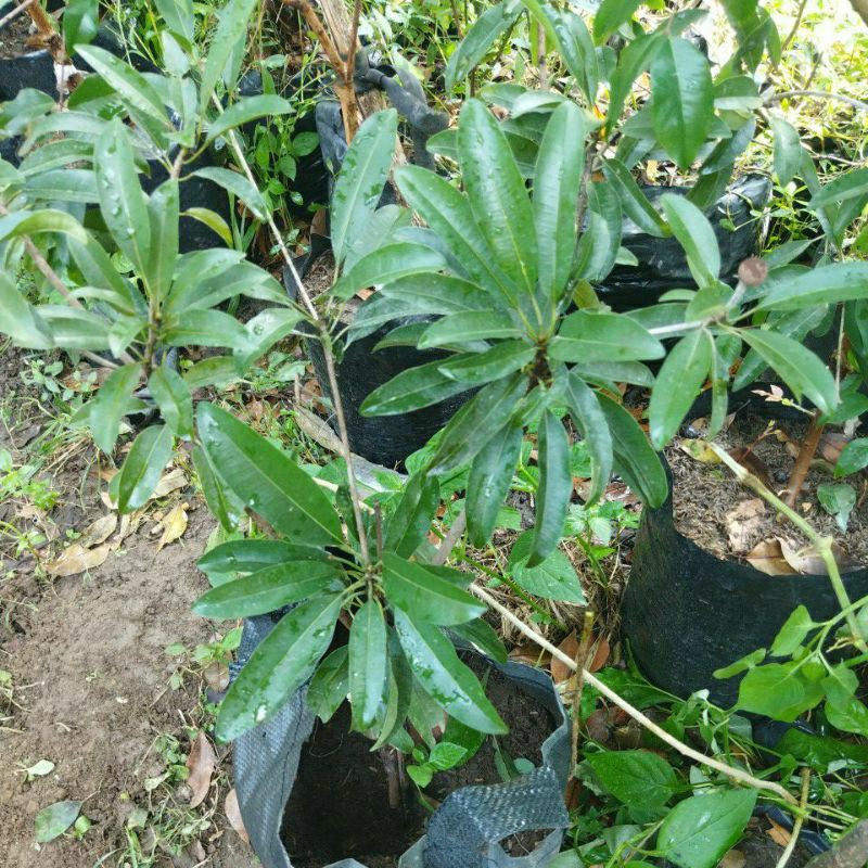 bibit sawo indukan valid cm 19
