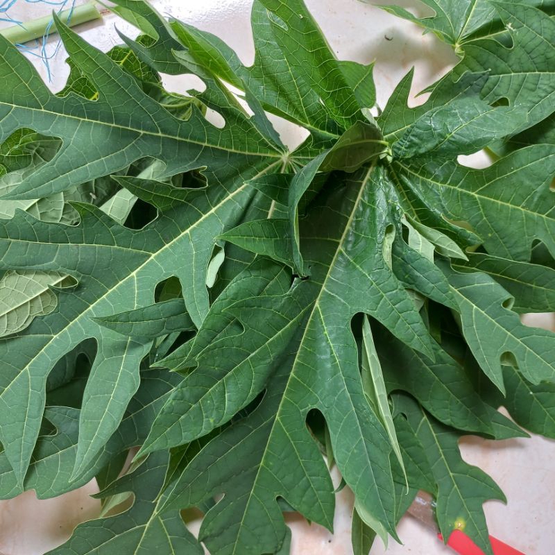 

daun pepaya segar 1 ikat pesan langsung petik