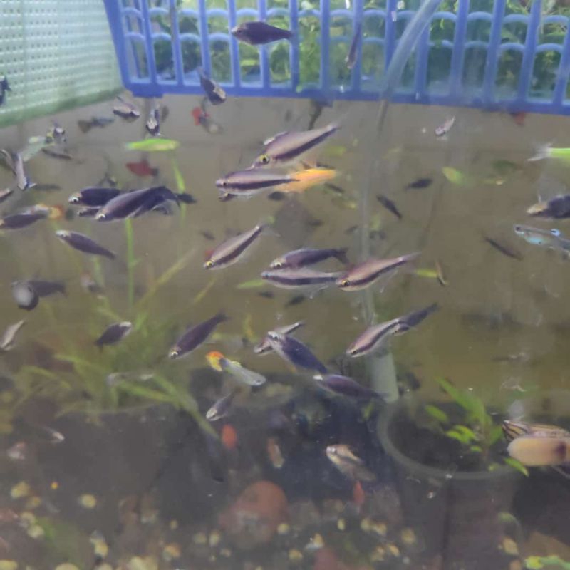 Hiasan Aquarium Ikan Palmeri / Black Palmeri / Emperor Tetra