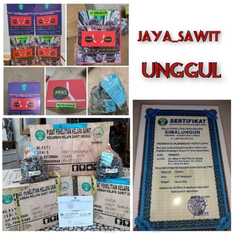 Benih polong sawit DxP PPKS SIMALUNGUN