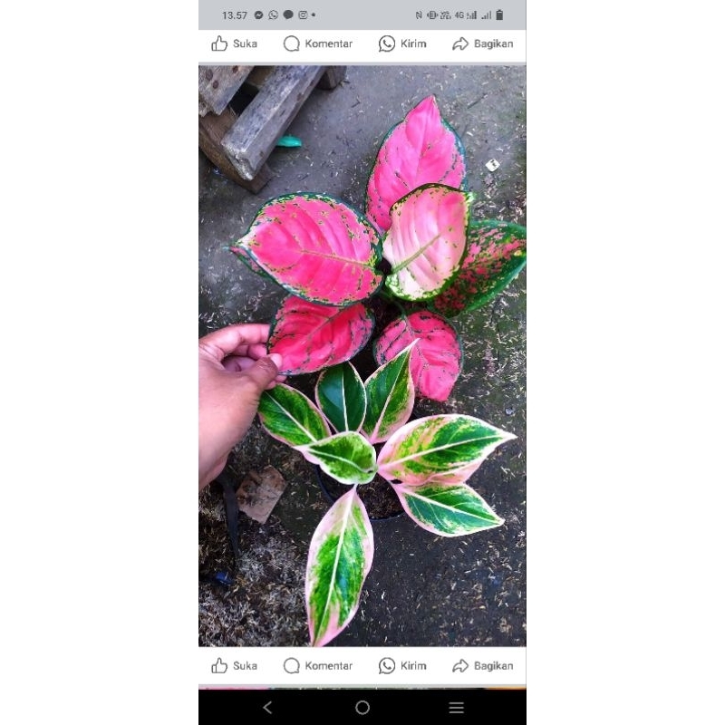 aglomema red anja, dut anja paket 2 pohon