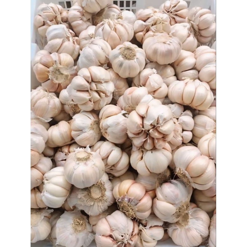 

bawang putih sudah dibersihkan