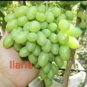 

bibit anggur import illaria