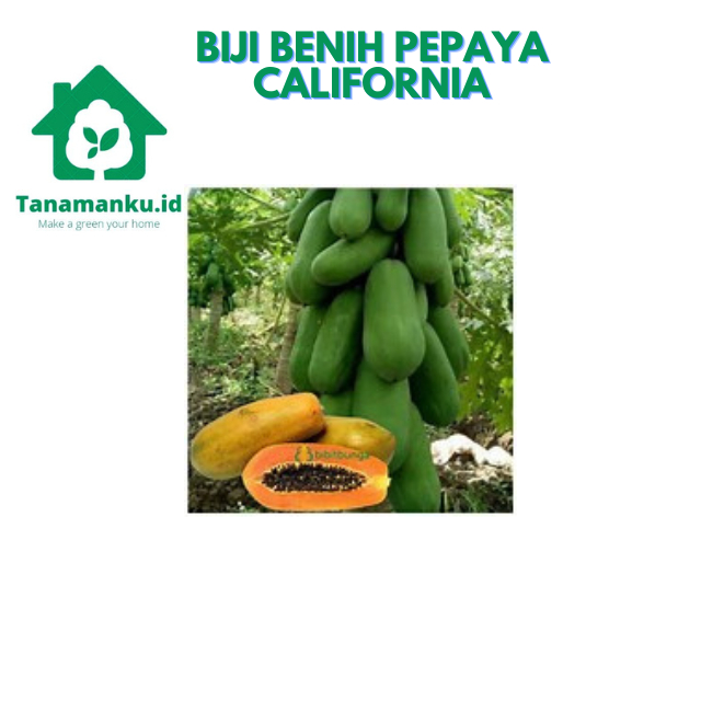 Bibit Benih Buah pepaya california Lengkap F1
