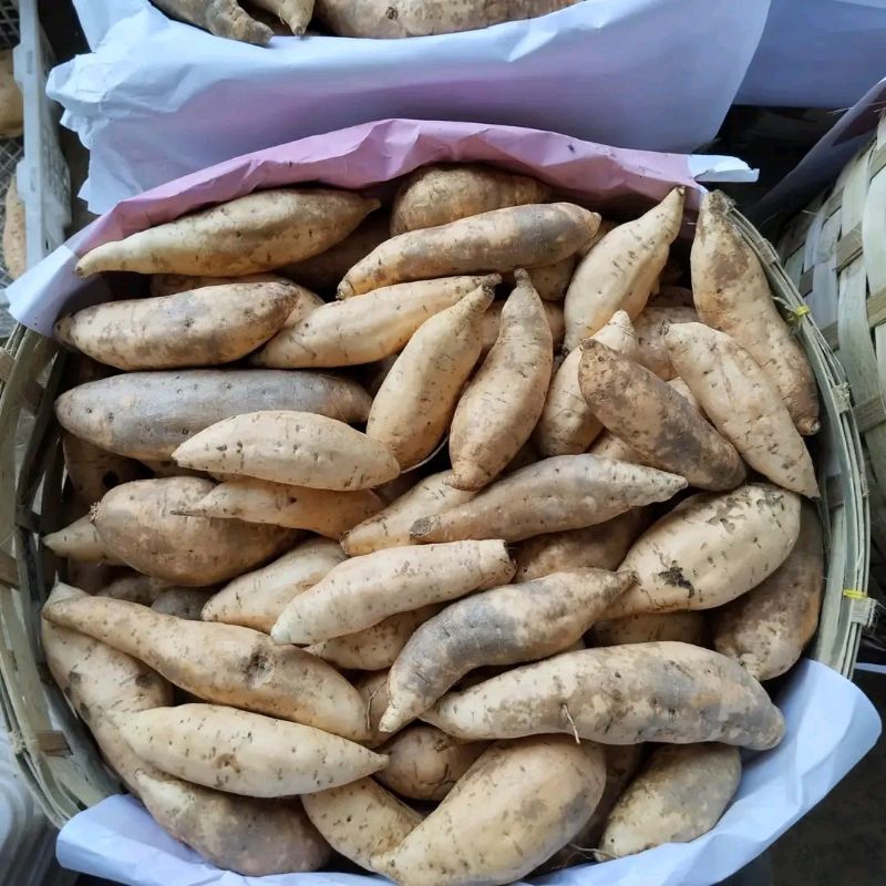 

SWEET POTATO UBI MADU 3 KG MENTAH BERSIH SPEK OVEN