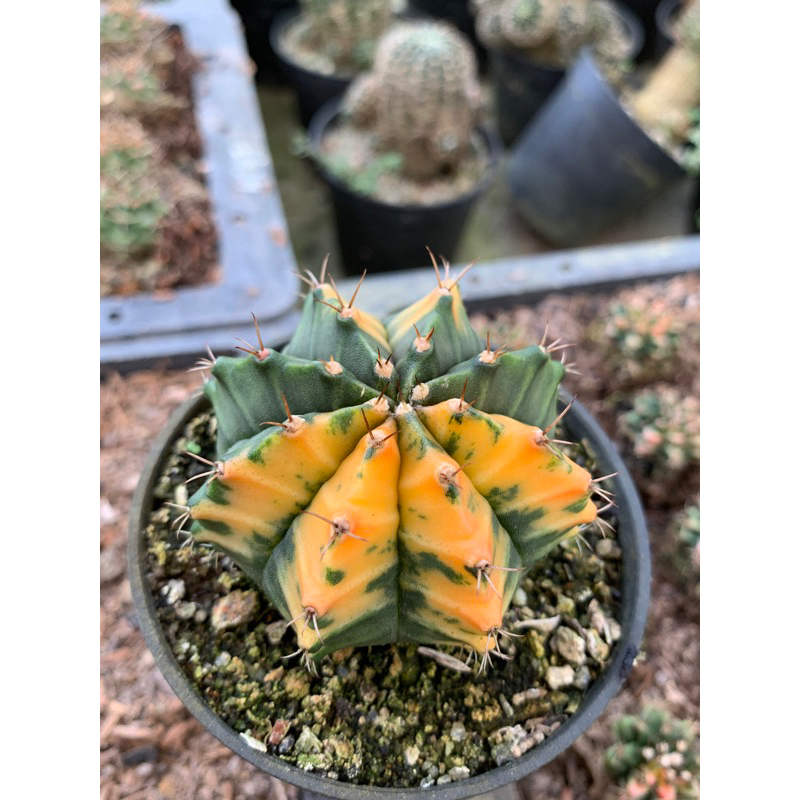 kaktus gymnocalycium mihanovichii varigata