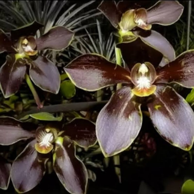 Grammatophyllum martae (anggrek macan hitam)