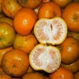 

jeruk buah
