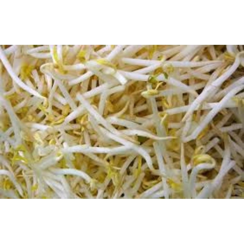 

tauge (tersedia paketan)