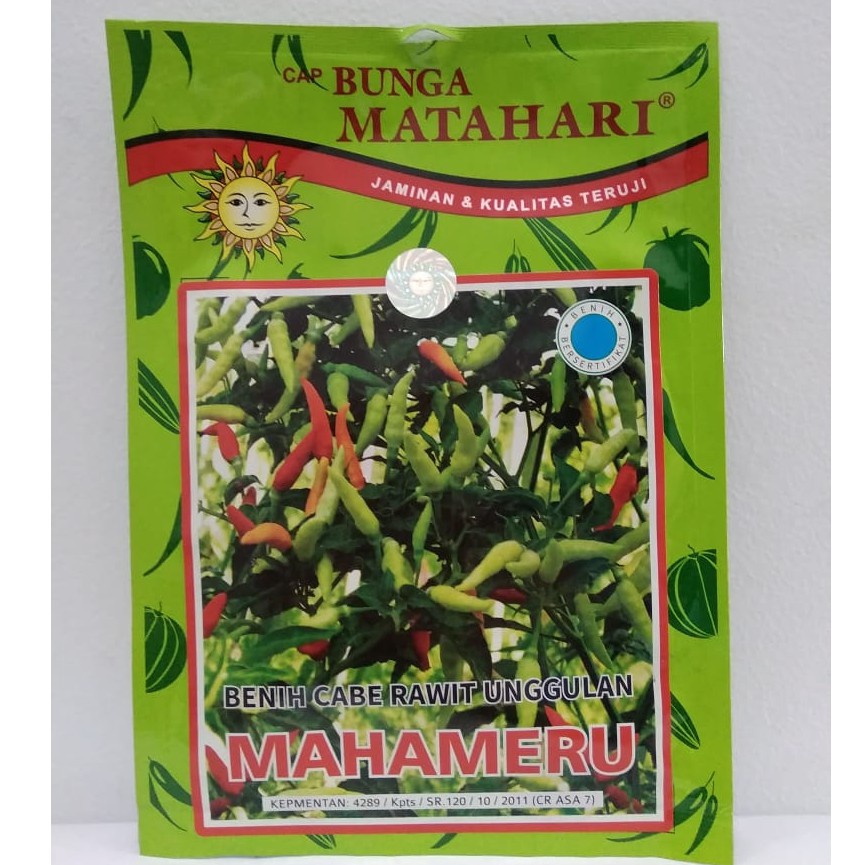 Kirim Populer  Benih  Bibit Cabe Rawit Putih Mahameru Matahari  1 Gram