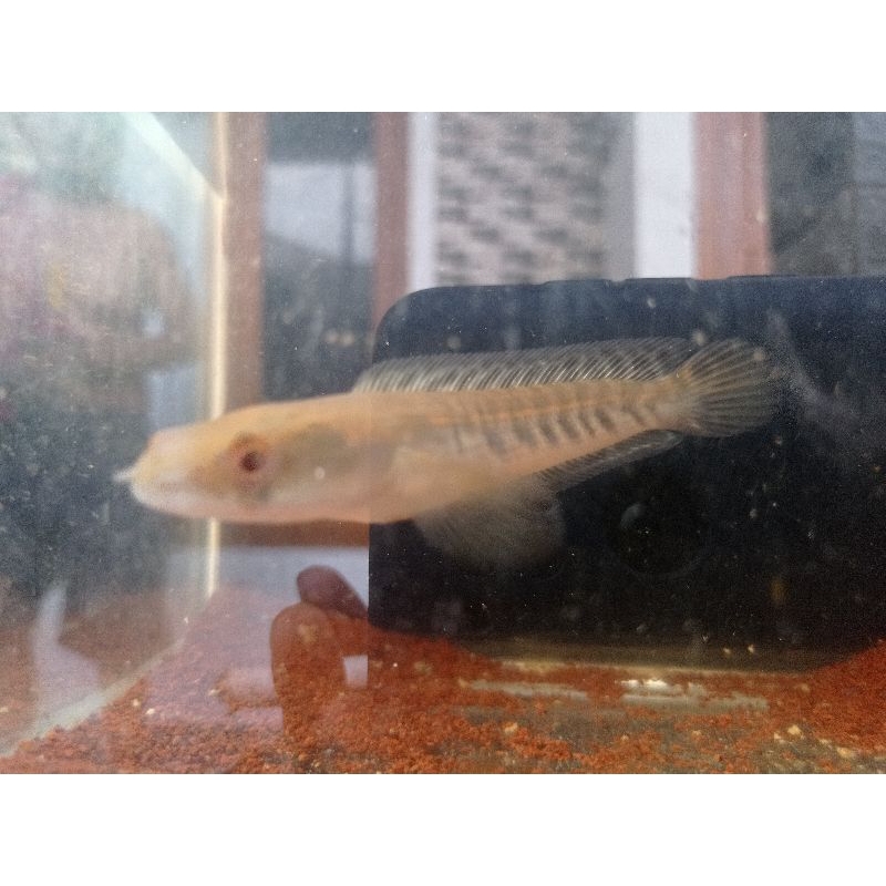 Channa Ys batik size 9-10cm