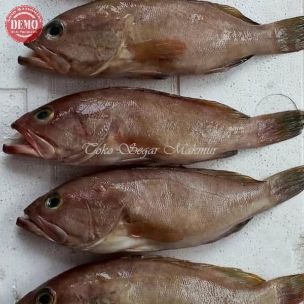 

Ikan Kerapu Segar Ikan Kerapu Susu Ikan Laut Segar 1Kg
