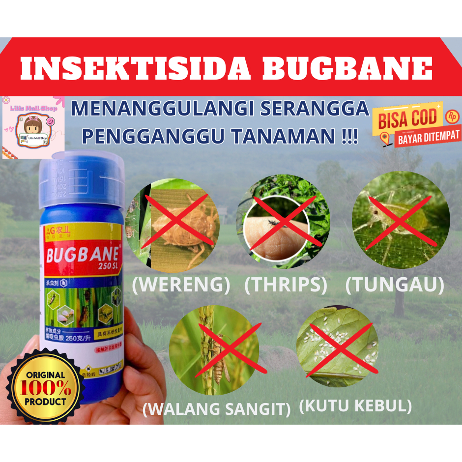 Bugbane insektisida sistemik basmi segala hama wereng thrips kutu kebul tungau walang sangit