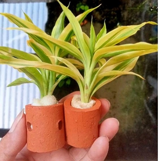 tanaman aquascape bambu air media pot