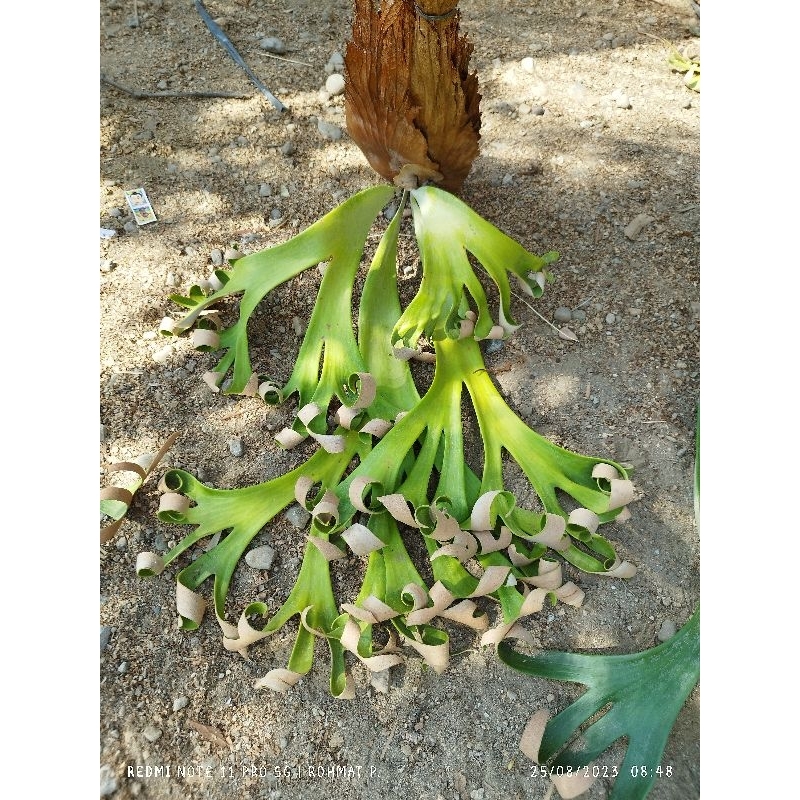 Willinckii roll / platycerium willinckii roll