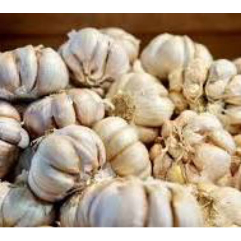 

bawang putih