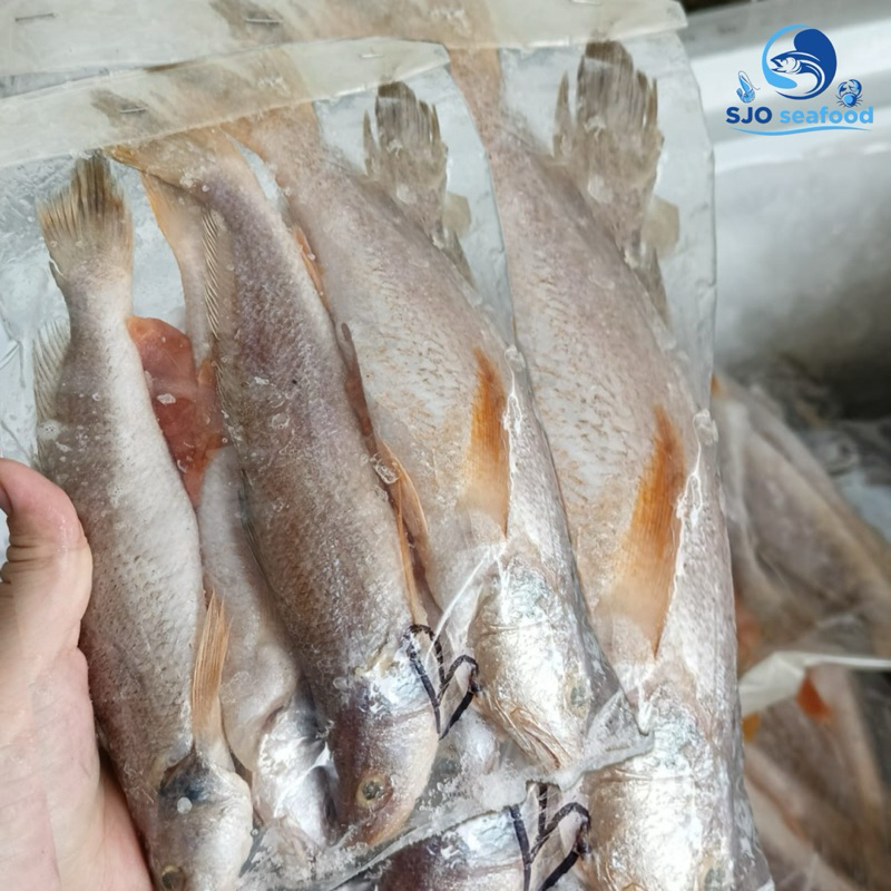 

ikan beku segar gulama beku