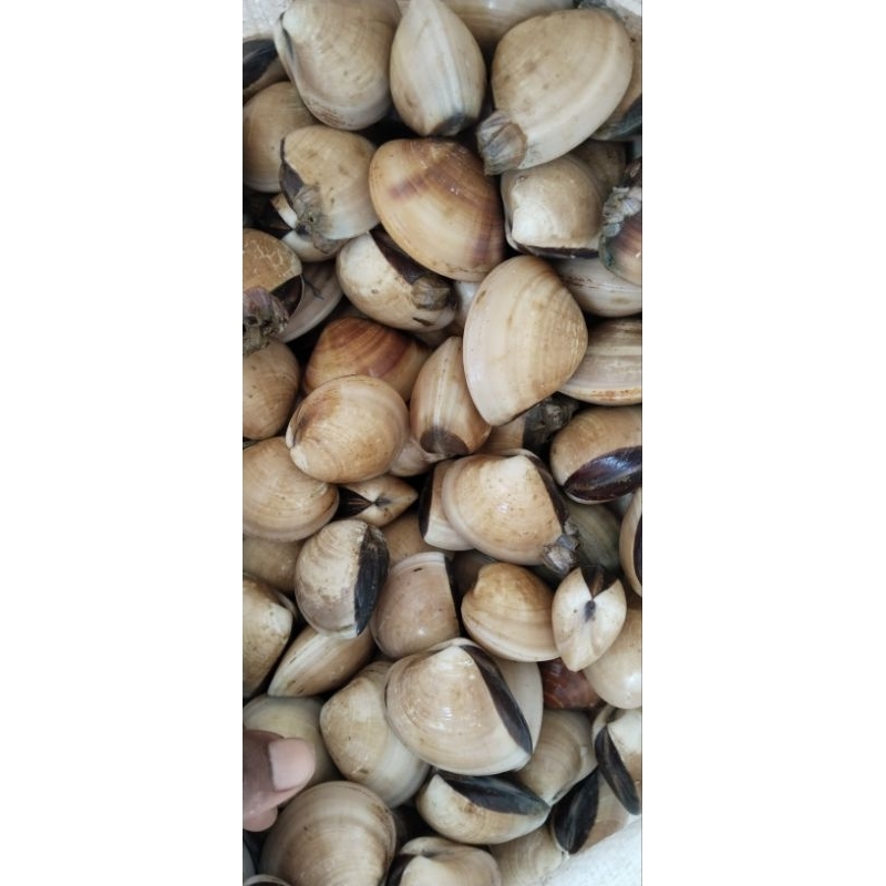 

Kerang Tahu Special Fress Harga Perkilo