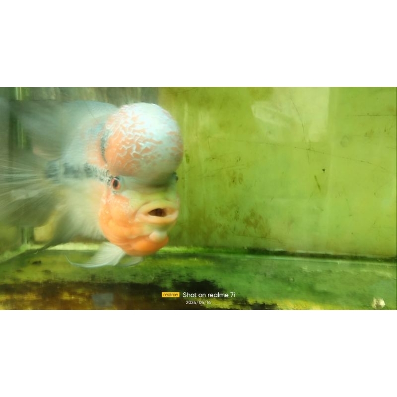 Ikan Hias Louhan Kamfa