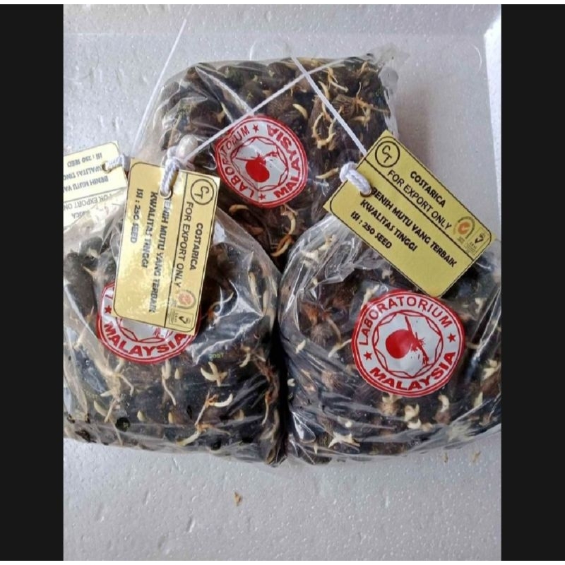 Benih sawit unggul DxP COSTARIKA Malaysia asli