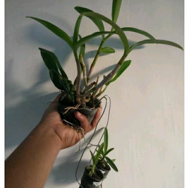 Anggrek Paketan 4 Jenis Bunga Besar