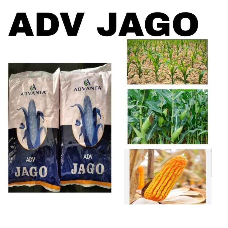 BENIH JAGUNG JAGO Hibrida PAC 789 ADV Jago (1KG)