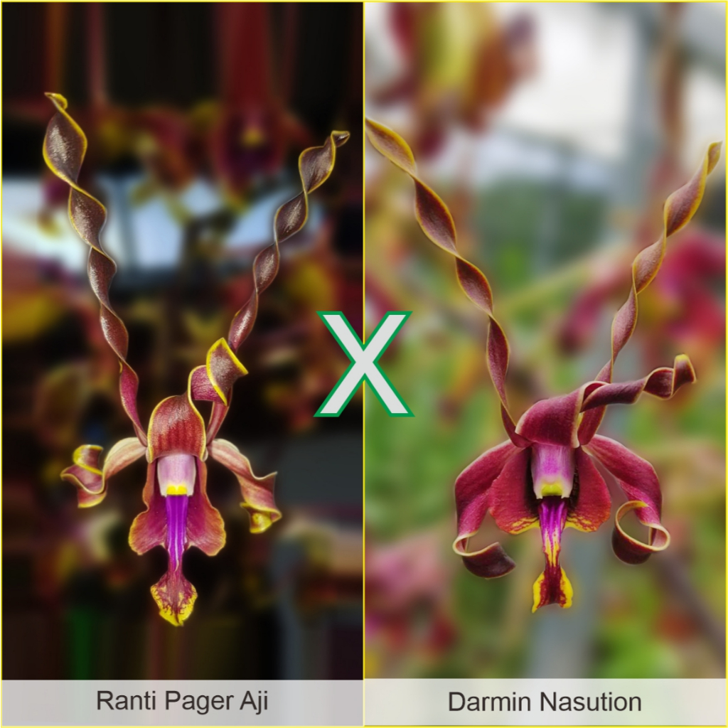 Dendrobium  Ranti Pager Aji x Dendrobium  Darmin Nasution