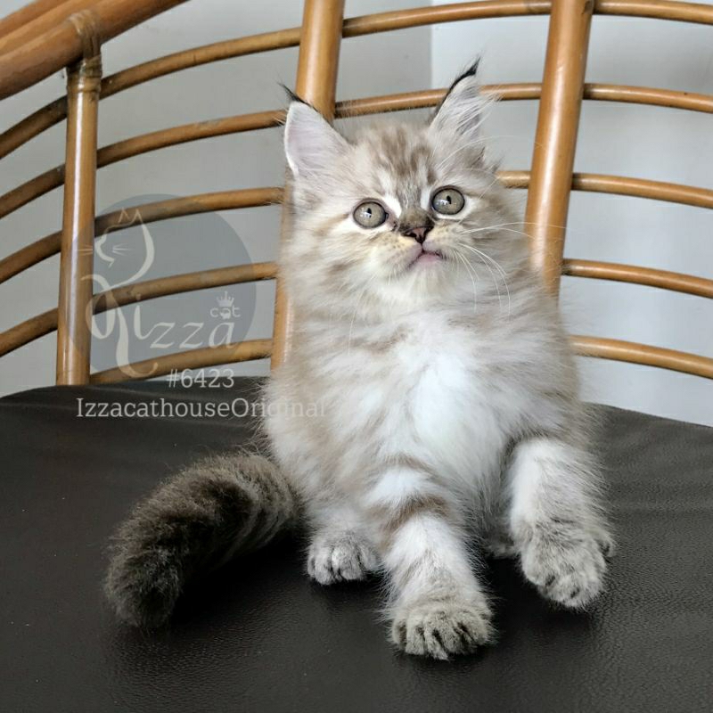 kitten Ragdoll Brown marble superan