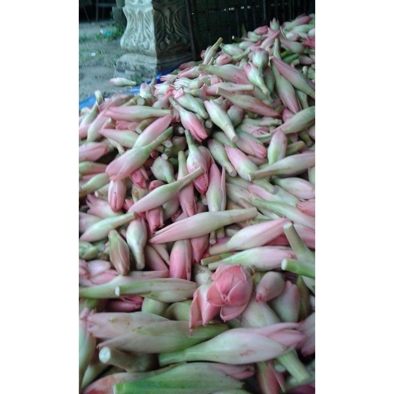 

Kecombrang /kincung 500gram