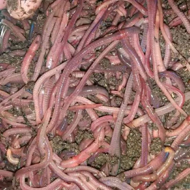 Cacing Tanah ANC untuk pakan ikan, mancing, burung, dll