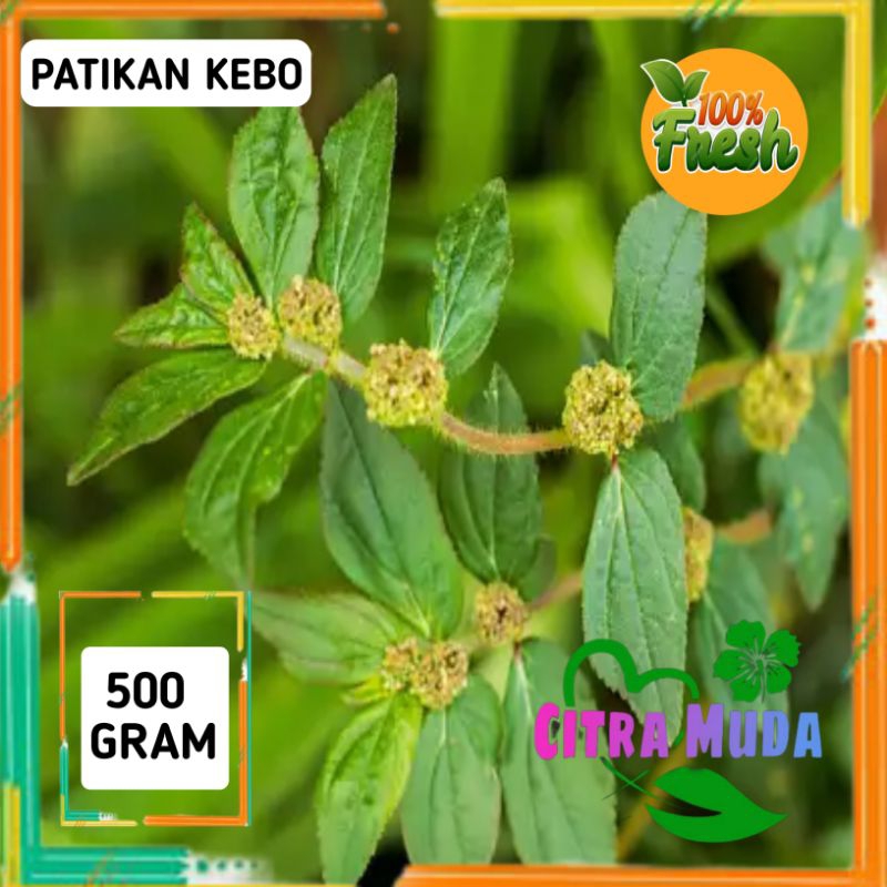 

Daun petikan kebo segar 500 gram