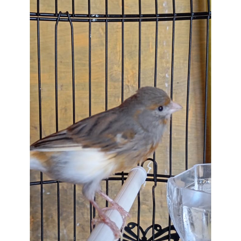 Kenari Loper Gacoran Suara Kristal