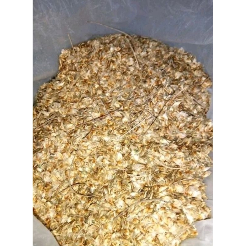 biji cemara laut 1 kg