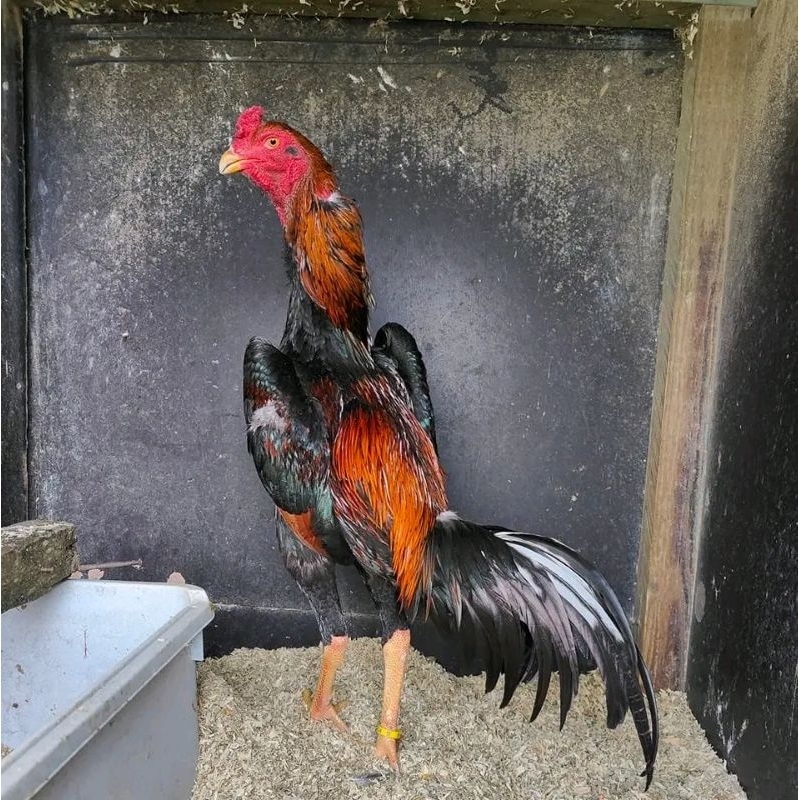 

Shamo Perfeck (Telur fertil)
