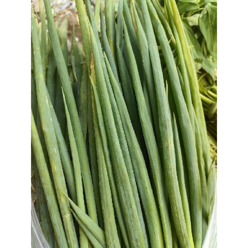 

Daun bawang fresh setiap hari 100 gram 250 gram 500 gram