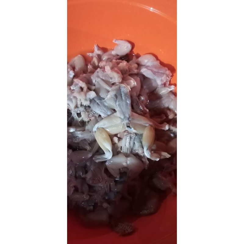 

katak jumbo super