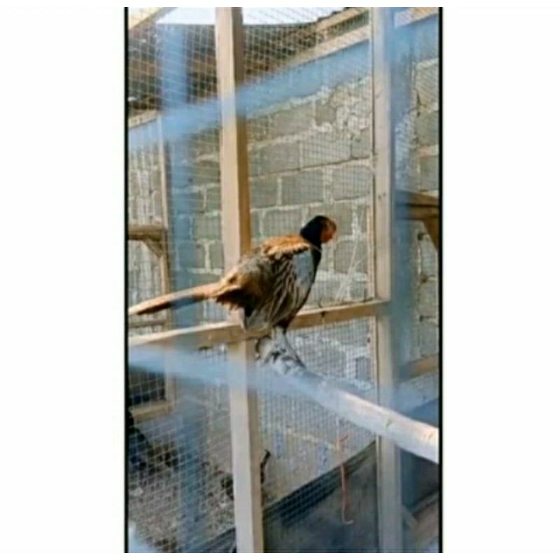 anak / anakan ayam hias ringneck pheasant ya dijual