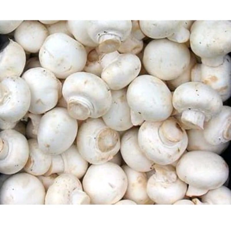 Jamur Champignon Kancing Fresh
