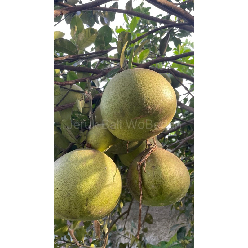 

Jeruk Bali WoBedah Kebun Sendiri