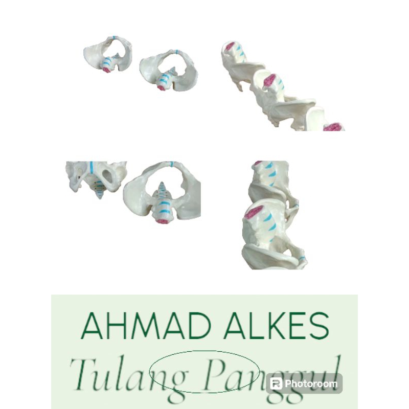 Tulang Panggul /Alat peraga pendidikan/ phantom tulang panggul/kerangka tulang panggul dewasa