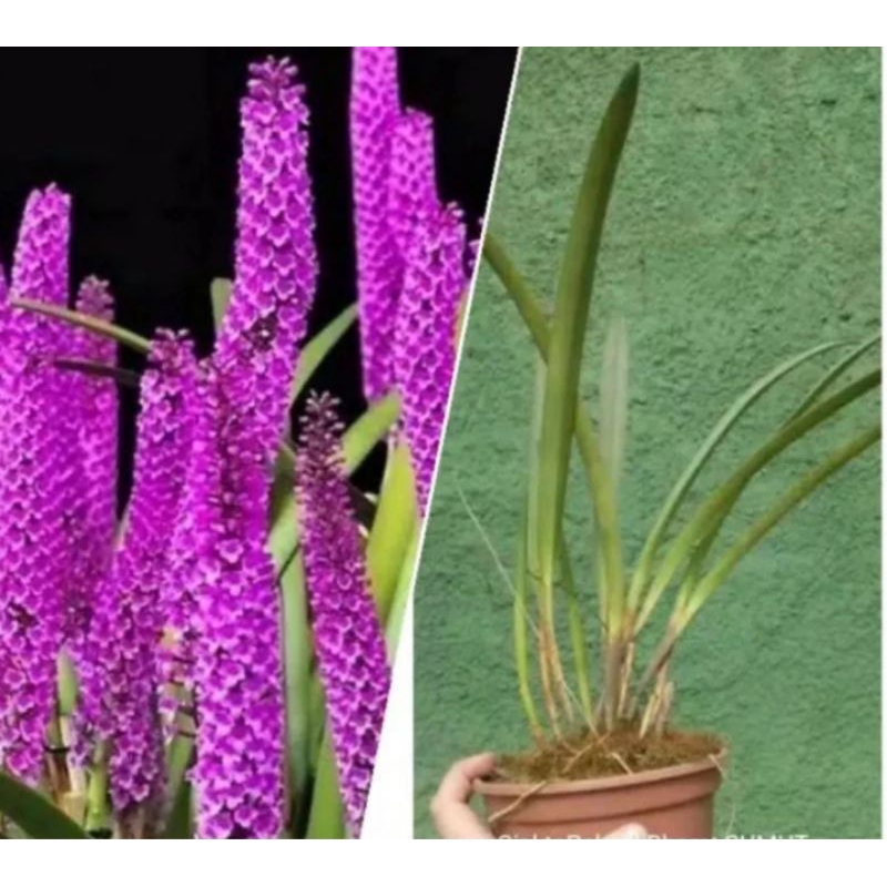 Anggrek Hutan Arpophyllum#anggrek hutan#Arpophyllum