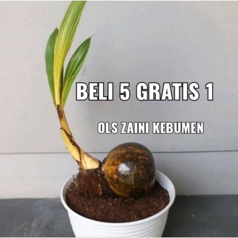 Bonsai Kelapa Gading Mini Hias Meja Tanaman Hias Dalam Ruangan